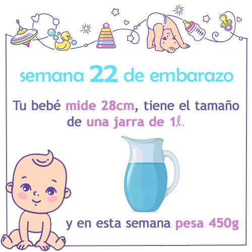 semana 22 de embarazo medida tamaño y peso