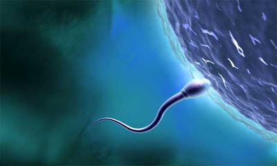 El esperma y la elección del sexo del bebé, curiosidades
