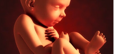 El olfato. Desarrollo de los sentidos en el vientre materno