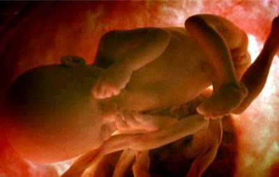 La importancia del estudio de la “habituación fetal”
