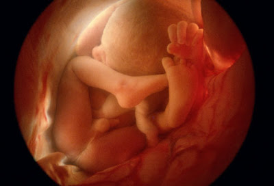 feto bebe utero