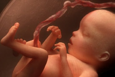 bebe utero