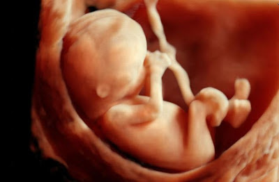 ¿En qué semanas del embarazo el feto es más vulnerable a posibles complicaciones?