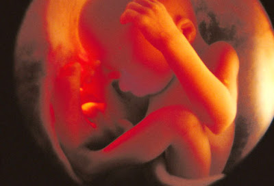 feto bebe vientre materno